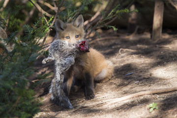 red fox pup with prey