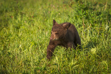 Obraz na płótnie Canvas Black Bear Cub (Ursus americanus) Walks Forward Through Grass