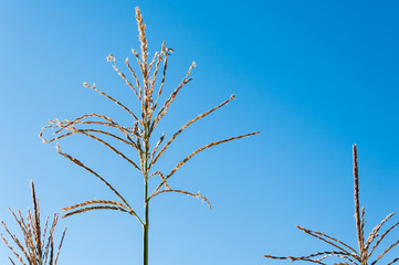 Inflorescence of corn or maize on background of blue sky © buharina