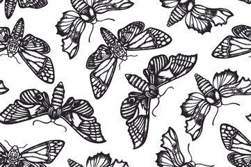 Seamless pattern with moths. Sphingidae. Hand drawn. Vector illustration.