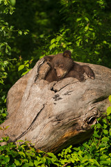 Black Bear Cub (Ursus americanus) Sits in Log