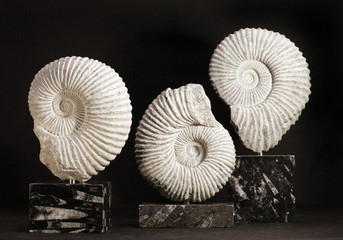 Ammonite fossil sculptures one marble fossil bed base