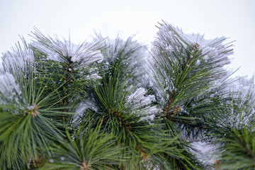 Snowy spruce texture