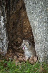 Canada Lynx (Lynx canadensis) Kitten Cries Out Within Hollow Tree