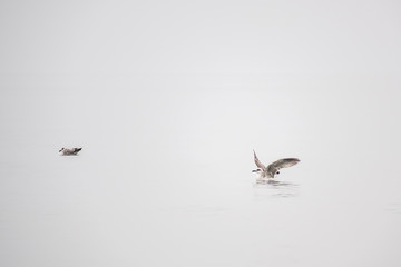 Seagulls in fog 2