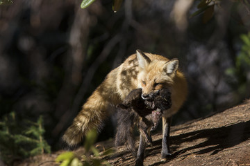 Female red fox with prey