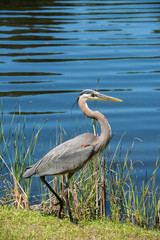 Great blue heron