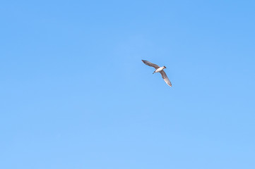 Seagull in the sky