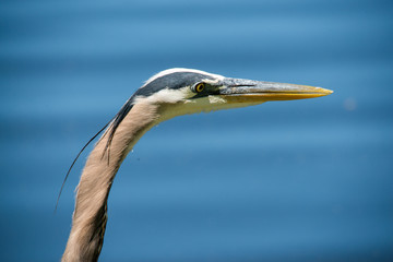 Great blue heron