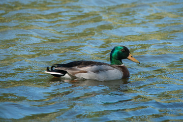 Male Mallard