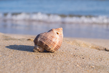 Seashell on sand 5