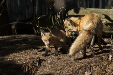 Red fox at den