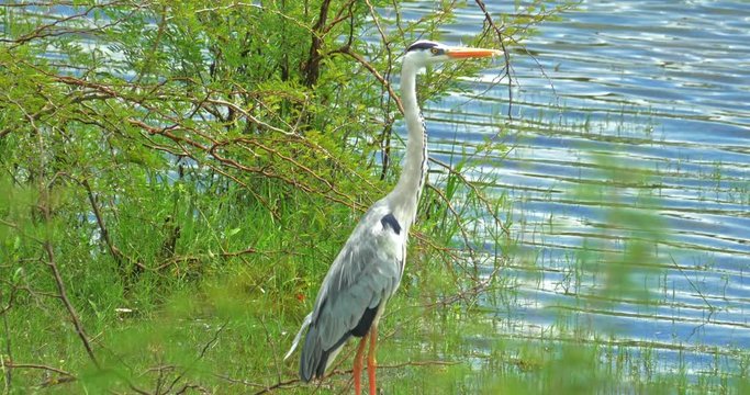 Watchful Grey Heron beautiful bird hunts and looks for prey on lake bank in Yala national park of Sri Lanka. Beautiful wild animals of protected wildlife reserve in Asia