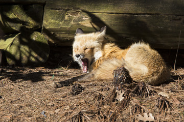 Red fox at den