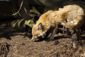 Red fox at den