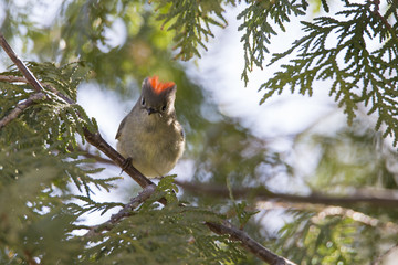 Ruby-crowned kinglet 