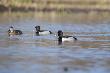 Ring-necked duck (Aythya collaris)
