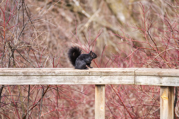 Shiny black squirrel perched on top of wooden railing in front of thick pink and red branches
