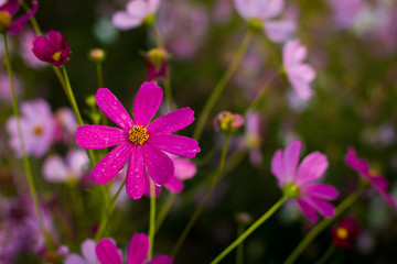 Cosmos,Kosmos,Celosia flower.