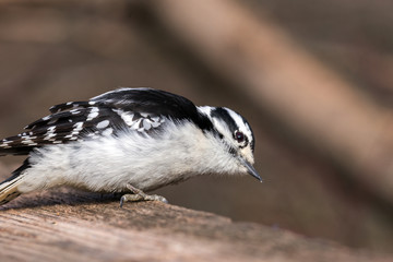 Closeup portrait of a downy woodpecker on wooden fence post, head cocked to side, food crumbs on beak