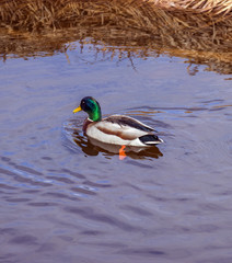 Vibrant mallard duck swimming in calm spring river near bank, purple reflections off water