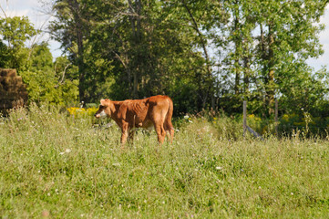 Red and White Bull Calf standing in the Pasture.