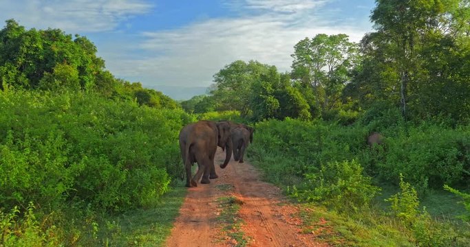 Camera follows behind of walking elephants moving on road in Udawalawe national park in Sri Lanka. Wild animals family with babies and youngsters calf in wilderness of tropical nature
