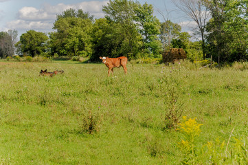 Red and white bull calf with Black Angust Calves and hay wagon.
