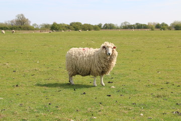 Naklejka premium Romney Marsh Sheep standing in a field of grass