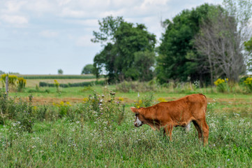 Red and white bull calf in pasture.