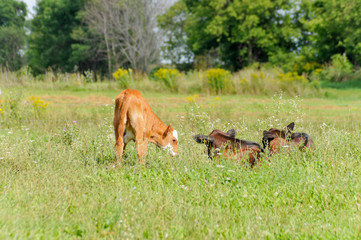 Red and White Calf with Black Angus Calves