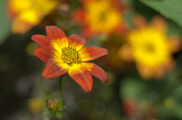 Coreopsis grandiflora