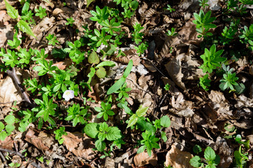 White flower in field of green leaves and plants in the forest