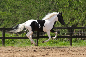 paint horse galloping on meadow