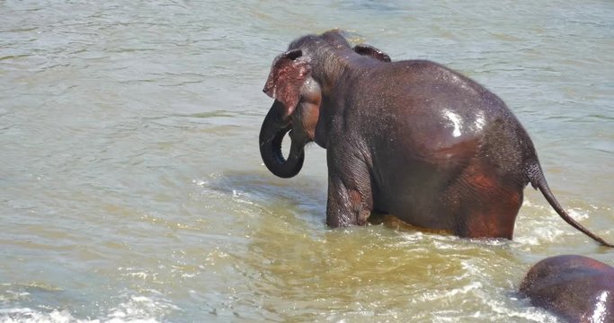 Cute playful happy elephant sprays water with trunk while bathing in river. Happy and cheerful animal behavior