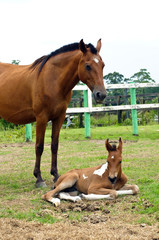 Brown mare with a foal lying down on grass on summer
