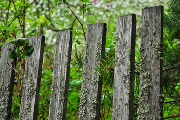 Old mossy wooden fence. Green pine branches, bushes, and grass.
