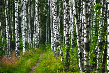 Path in summer birch forest