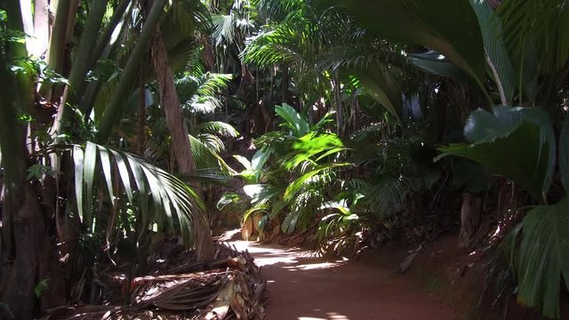 path in jungle woods with palm trees at africa