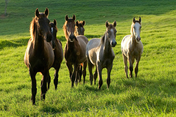 horses on countryside on sunrise on summer