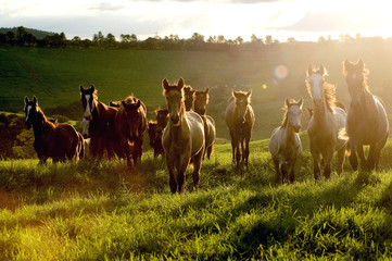 several horses galloping on meadow with beautiful back light