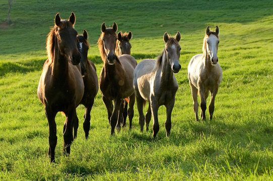 horses on countryside on sunrise on summer