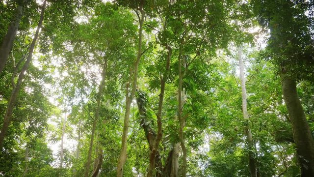 Bright sunlight shines through tree tops and green canopy foliage in tropical forest at sunny day