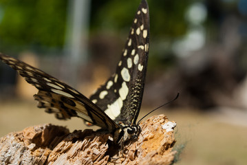 A lime swallowtail butterfly rests on a log in the hot outdoors. This insect is in its natural habitat in the tropical climate of the Cayman Islands. wildlife like this can be found in gardens