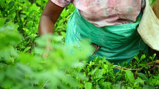 Close up slow motion view of female worker picking tea levaes on green plantation in Nuwara Eliya, Sri Lanka
