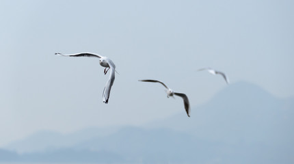flying seabirds