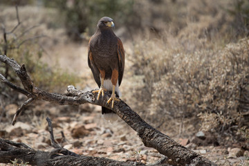 Harris Hawk