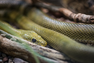 Green Snake