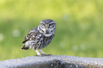 Athene noctua