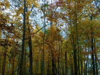 Deciduous Forest